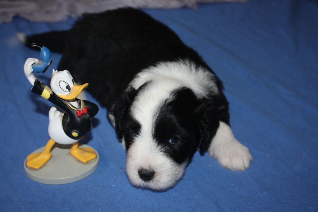 de la Planète de Yoda - Chiots disponibles - Bearded Collie