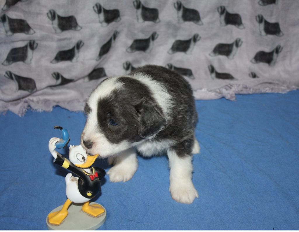 de la Planète de Yoda - Chiots disponibles - Bearded Collie