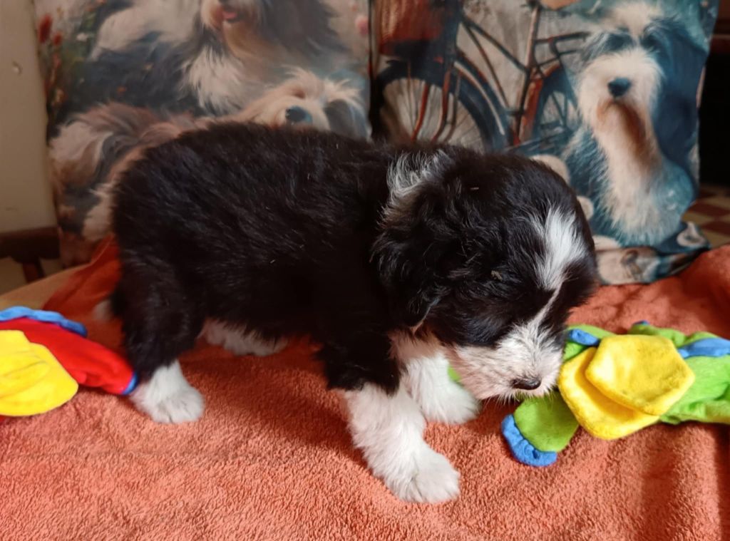 de la Planète de Yoda - Chiots disponibles - Bearded Collie
