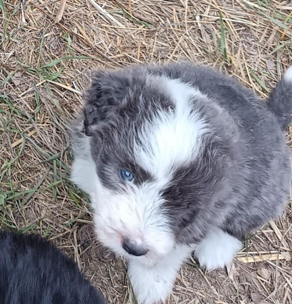 de la Planète de Yoda - Chiots disponibles - Bearded Collie