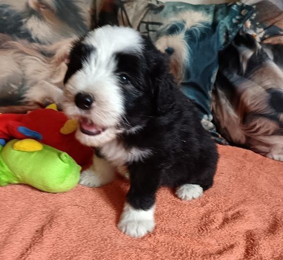de la Planète de Yoda - Chiots disponibles - Bearded Collie