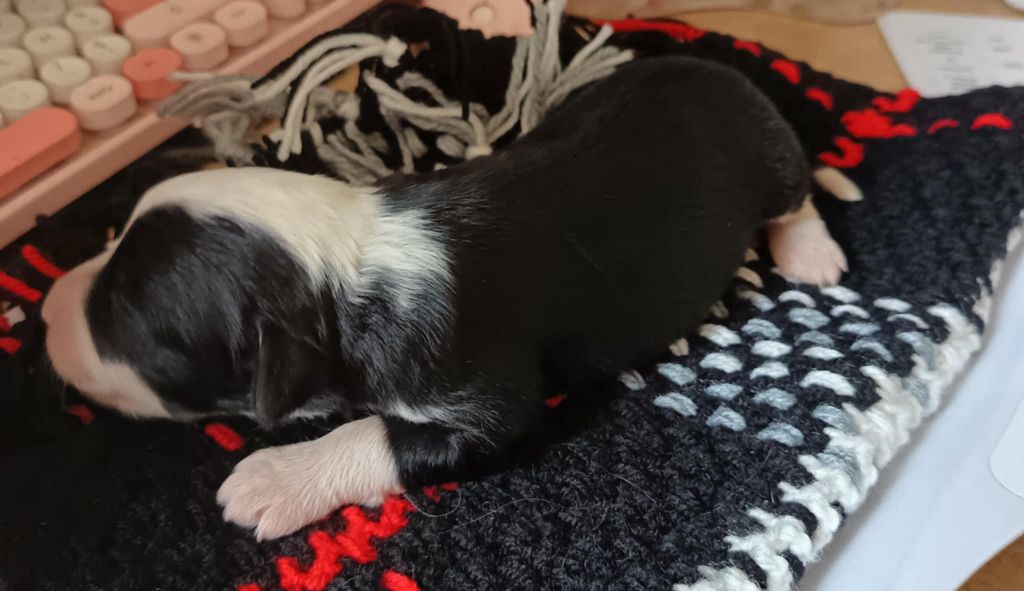 de la Planète de Yoda - Chiots disponibles - Bearded Collie