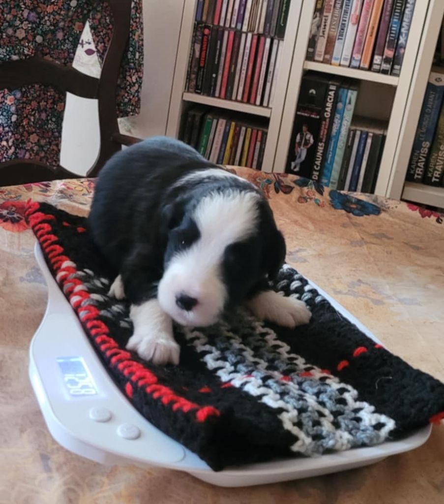 de la Planète de Yoda - Chiots disponibles - Bearded Collie