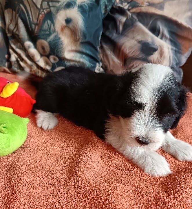 de la Planète de Yoda - Chiots disponibles - Bearded Collie