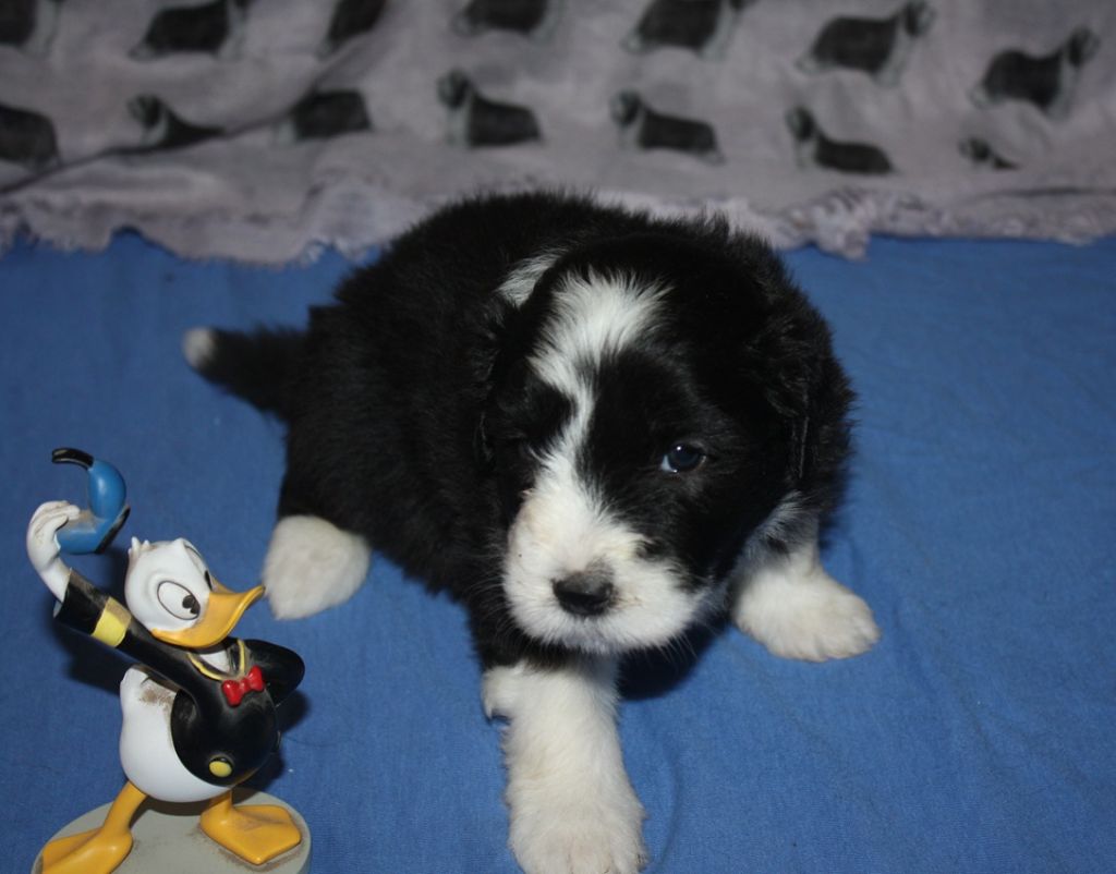 de la Planète de Yoda - Chiots disponibles - Bearded Collie