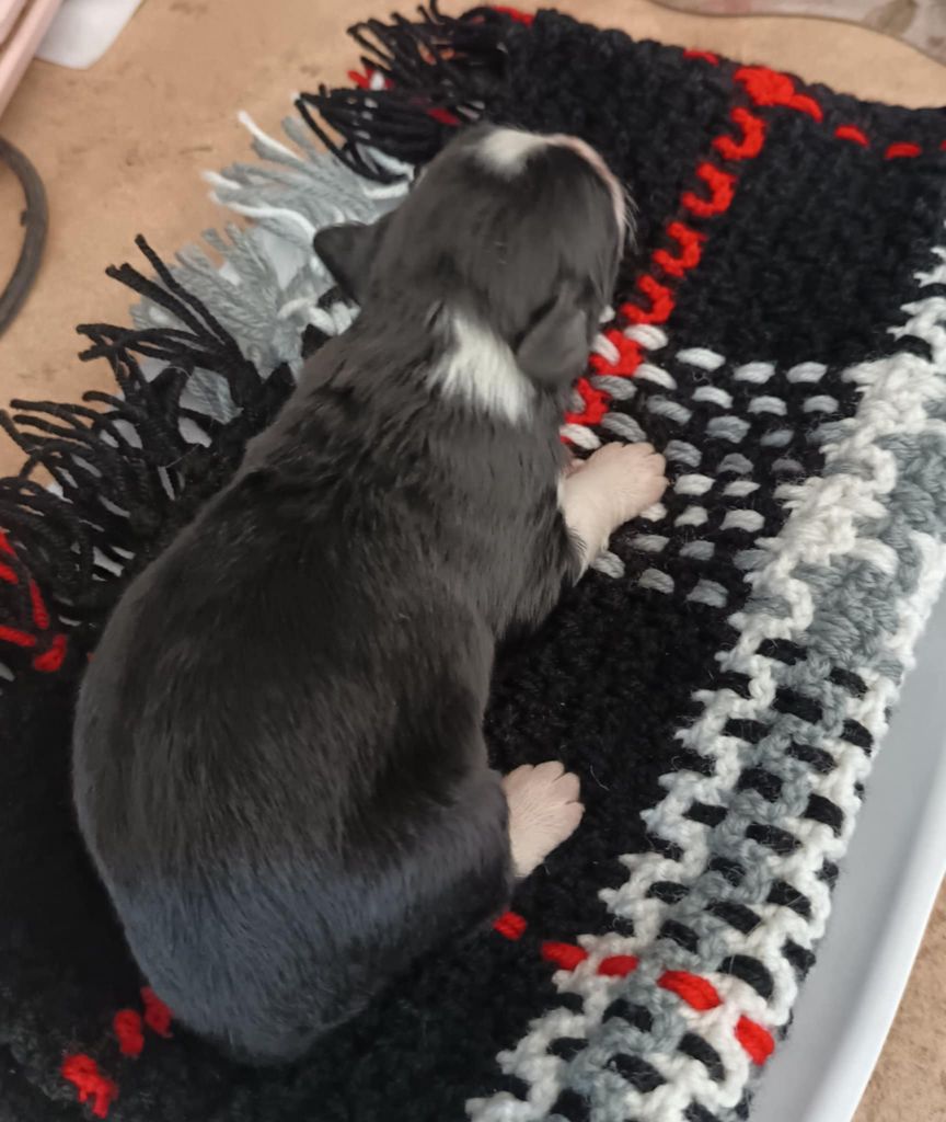 de la Planète de Yoda - Chiots disponibles - Bearded Collie