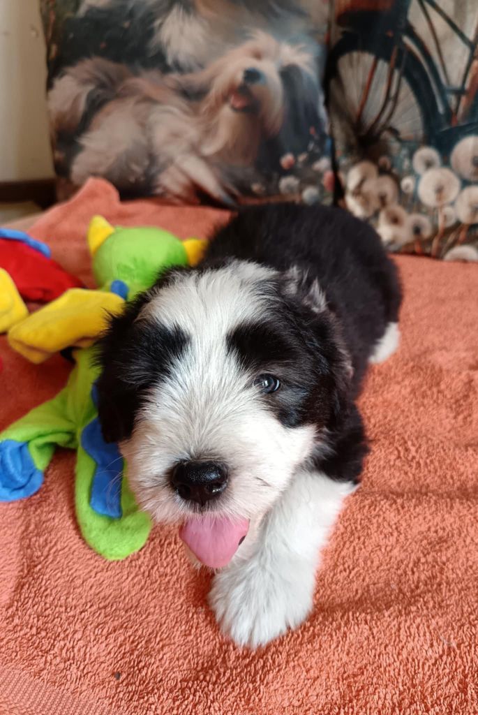 de la Planète de Yoda - Chiots disponibles - Bearded Collie